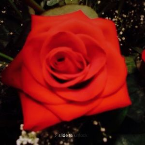 Meet your Posher, Selina